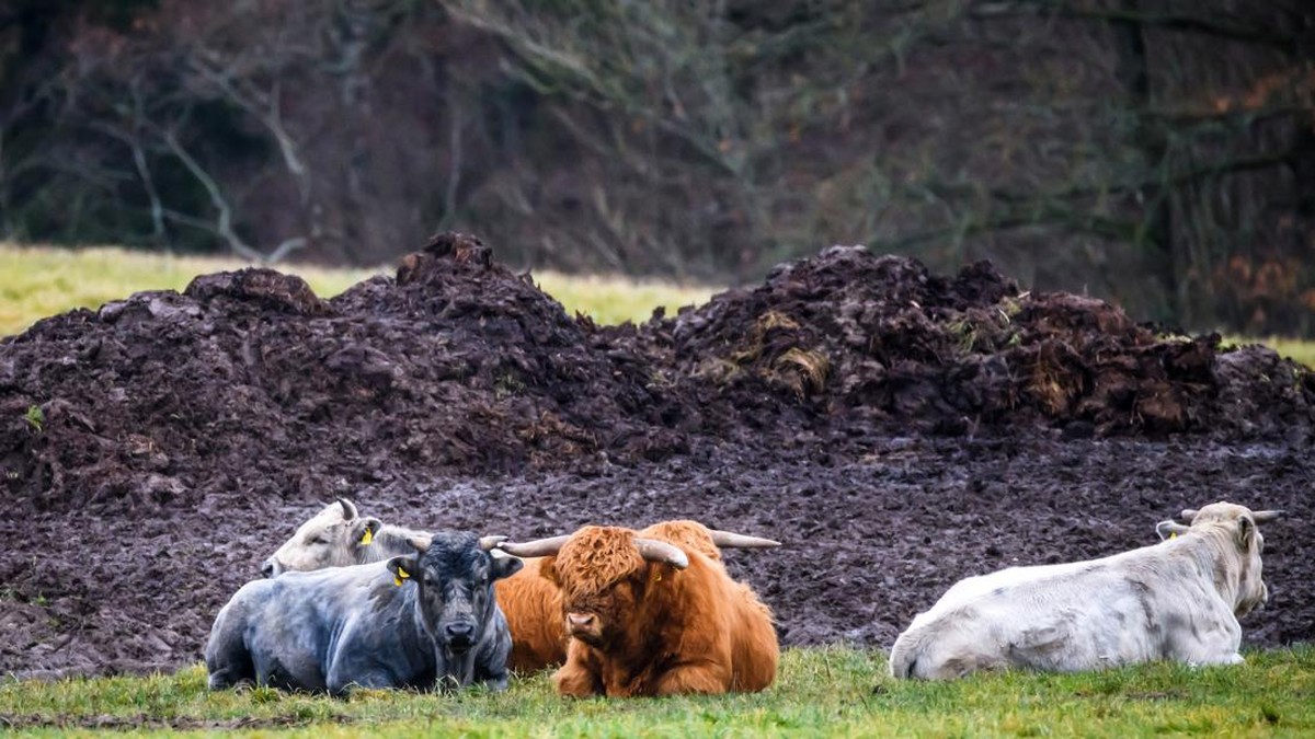 FOTO: Kemunculan Sapi Biru Langka di Latvia