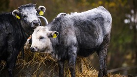 FOTO: Kemunculan Sapi Biru Langka di Latvia
