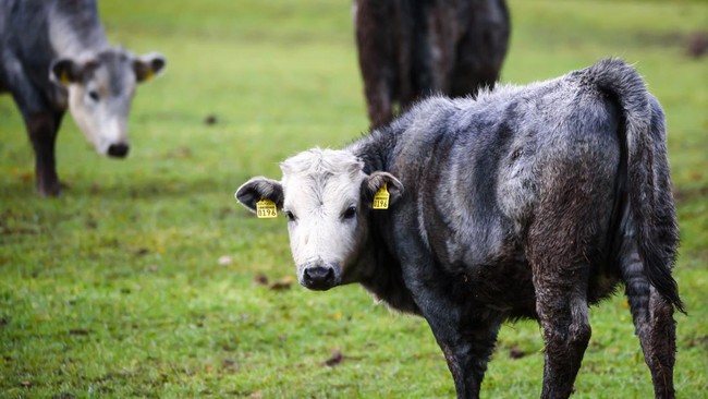 FOTO: Kemunculan Sapi Biru Langka di Latvia
