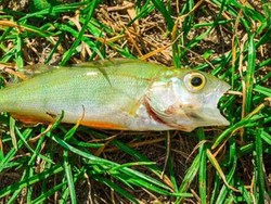 Bukan Sihir Apalagi Sinetron Azab, Ada Hujan Ikan dari Atas Langit Texas