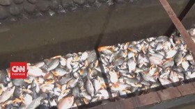 VIDEO: Cuan Dari Budi Daya Ikan di Sungai