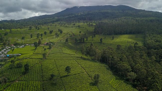 Pemerintah mencabut izin empat perusahan di sektor perkebunan dan kehutanan di Sulawesi Tengah.