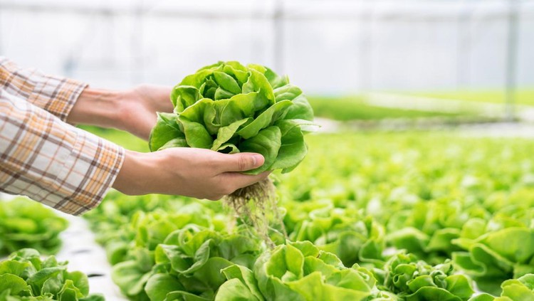 Organic vegetables that are harvested from hydroponic farms.