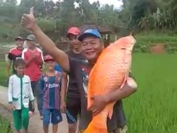 Warga Temukan Ikan Mas Raksasa di Danau Bersejarah Lebak, Ini Penampakannya