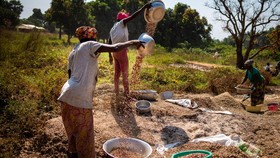 FOTO: Memanen Kacang Tanah di Afrika Tengah