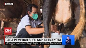 img-title VIDEO: Para Pemerah Susu Sapi di Ibu Kota