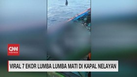 VIDEO: Viral 7 Ekor Lumba Lumba Mati di Kapal Nelayan