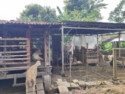 8 Ekor Domba di Depok Dijagal Maling, Pemilik Sudah 3 Kali Kecurian