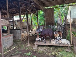 Geger! 8 Ekor Domba Warga Depok Dicuri, Cuma Tersisa Jeroan