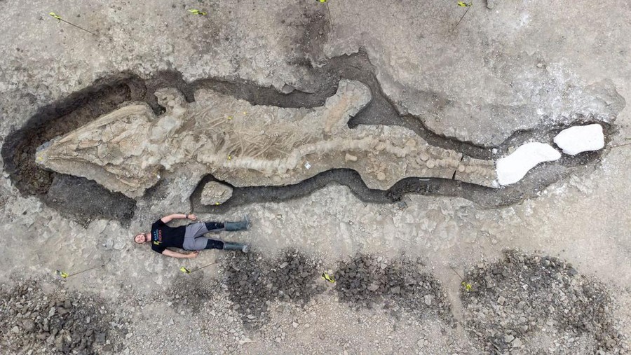 Fosil Naga Laut Berusia 180 Juta Tahun Ditemukan di Inggris