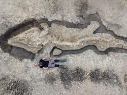Fosil Naga Laut Ditemukan di Inggris, Bisa Tumbuh Sepanjang 25 Meter