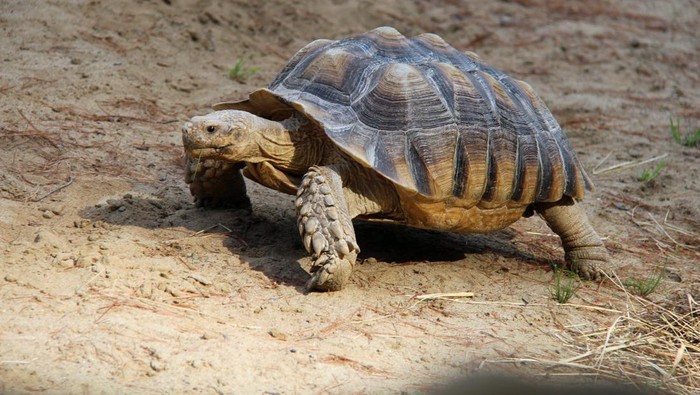 Makna Kura-kura dalam Ilmu Fengshui yang Bisa Membawa Energi Baik pada Rumah