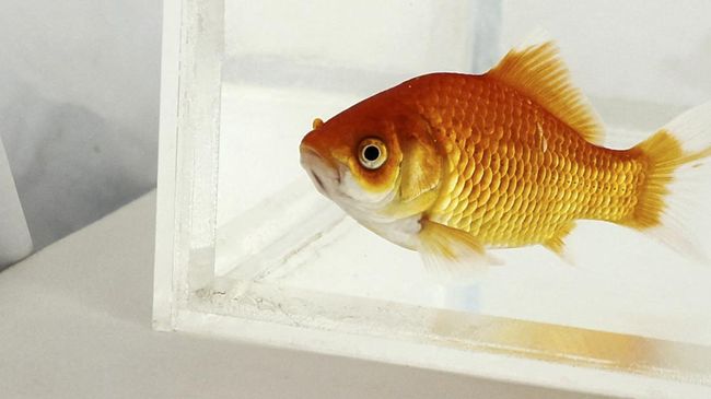 Ikan air tawar adalah komoditas perikanan yang banyak dibudidayakan untuk dikonsumsi atau hiasan. Berikut contoh ikan air tawar.