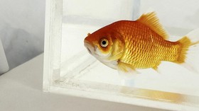 10 Contoh Ikan Air Tawar yang Banyak Dibudidayakan di Indonesia
