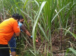 Mayat Perempuan Bugil Ditemukan di Kebun Tebu Jombang