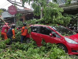 Pohon Tumbang Timpa 3 Mobil, Jl Pleburan Barat Raya Semarang Ditutup