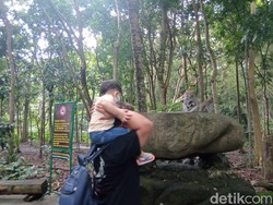 Perhatikan! 5 Hal Ini Dilarang Saat Liburan di Monkey Forest Ubud