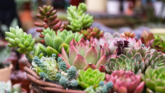 Mudah Dirawat hingga Tahan Banting di Segala Cuaca, 5 Tanaman Hias Ini Cocok buat Koleksi di 2022