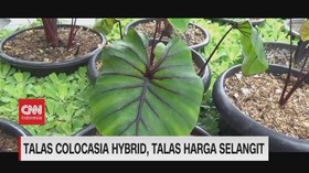 VIDEO: Talas Colocasia Hybrid, Talas Harga Selangit