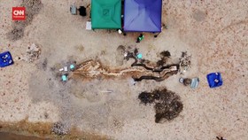 VIDEO: Fosil 'Naga Laut' Terbesar Ditemukan di Inggris