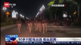 VIDEO: Kabur dari Kandang, Puluhan Burung Unta Berkeliaran di China