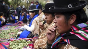 FOTO: Perayaan Hari Mengunyah Daun Koka di Bolivia