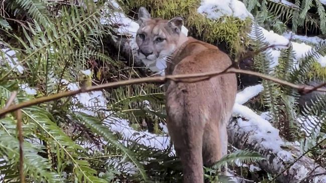 Kepala sang suami dicakar singa gunung, yang tiba-tiba muncul di sekitar rumah sewaan di Colorado, AS. Peristiwa itu terjadi pada malam hari..