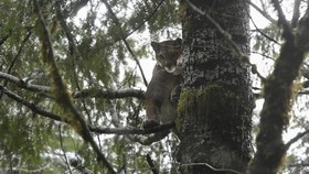 FOTO: Habitat Singa Gunung Terusik Pembangunan Jalan Tol Washington