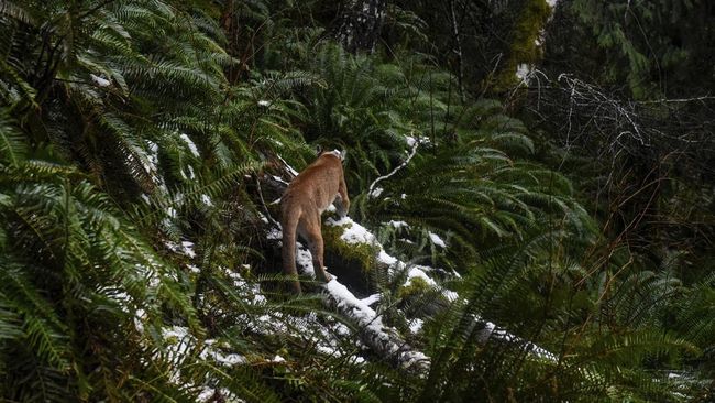 Otoritas setempat menduga kuat pendaki wanita jadi korban serangan singa gunung, yang jika terbukti, akan jadi serangan fatal pertama kucing besar tersebut.