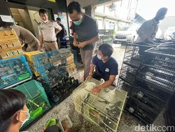 Penyelundupan 2.719 Burung Dilindungi Lewat Pelabuhan Lamongan Digagalkan