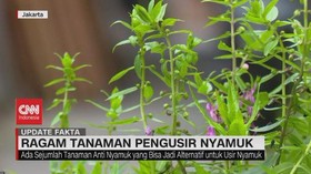 VIDEO: Ragam Tanaman Pengusir Nyamuk