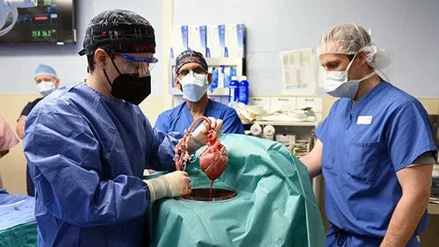 transplantasi jantung babi