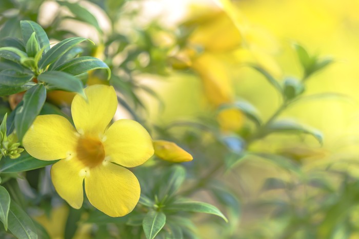 Yellow Alamanda tropical flowering tree of the apocynaceae family in the Naha City in Okinawa island in Japan.