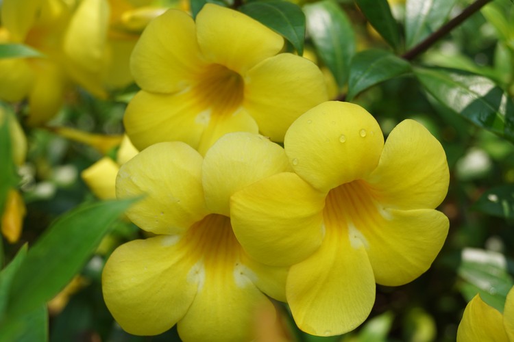 alamanda flowers/bunga terompet A Group of Yellow Alamanda Flowers