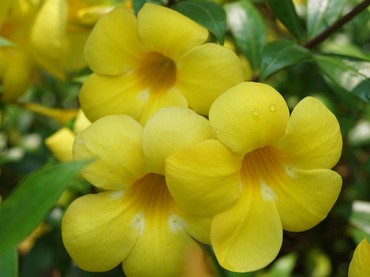 Cara Menanam Tanaman Bunga Alamanda di Dalam Ruangan, Perhatikan 6 Faktor Ini