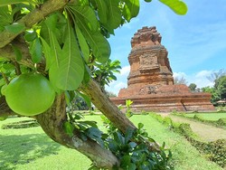 Mengungkap Asal-usul Nama Majapahit yang Bermula dari Buah Pahit