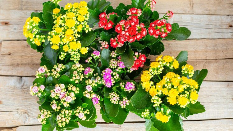 Flowers of Yellow and Red, Pink, Purple Kalanchoe on a wooden background. Close-up. Top view.