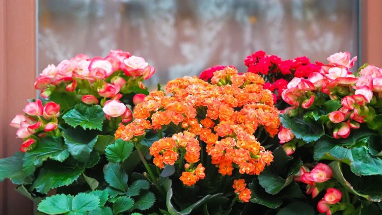 bunga calandiva Window in old house decorated with Kalanchoe flowers. Beautiful Kalanchoe Calandiva flowers on window sill