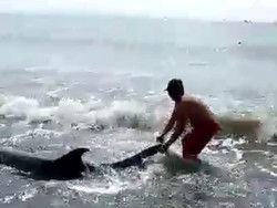 4 Ekor Diduga Lumba-lumba Risso Terdampar di Pantai Padanggalak Bali