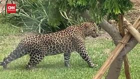 Kebun Binatang di China Dituduh Sengaja Bikin Gemuk Satwa Demi Viral