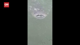 VIDEO: Kawanan Hiu Laut Muncul di Dermaga Pelabuhan Jangkar Situbondo