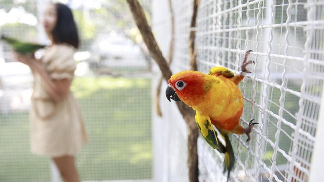 FOTO: Nongkrong Bareng Burung-burung Lucu di Kafe Thailand