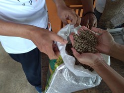 Sabar, Ya! Penerbangan Sulit Masuk Pedalaman, Stok Kopi Papua Minim