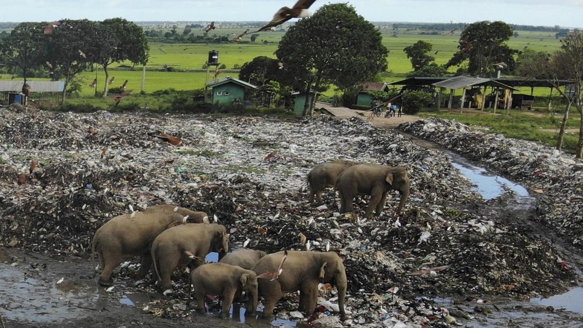 FOTO: Makan Sampah Plastik, Gajah Liar Sri Lanka Mati