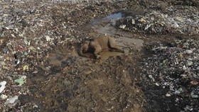 FOTO: Makan Sampah Plastik, Gajah Liar Sri Lanka Mati