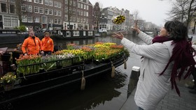 FOTO: Bunga Tulip Gratis, Pengobat Hati Warga Belanda Usai Lockdown