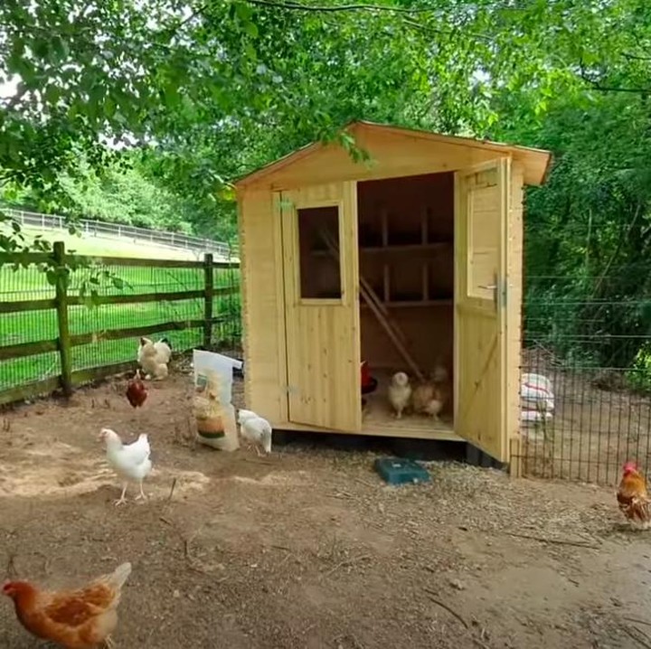 <p>Keluarga Vidi juga memiliki kandang ayam dan bebek di dekat kastil. Keren banget ya, Bunda? (Foto: YouTube Vidi Aldiano)</p>