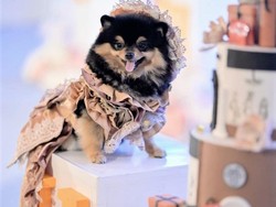 Ultah Anjing di Surabaya Habiskan Rp 100 Juta Lebih, Ini Alasan Pemilik
