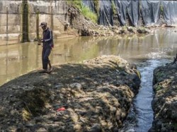Hilangnya Ikan-Ikan Lokal di Sungai Kita