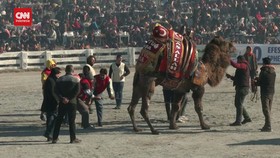 VIDEO: Festival Gulat Unta di Turki Tuai Kritik